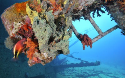 Croisière bio-marine en Egypte