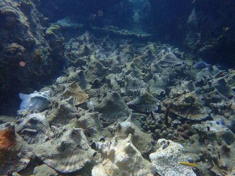 Ocean Quest Guadeloupe 2021 (5)