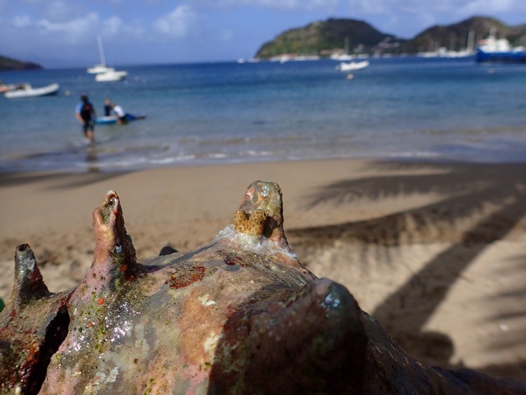 Ocean Quest Guadeloupe 2021 (8)