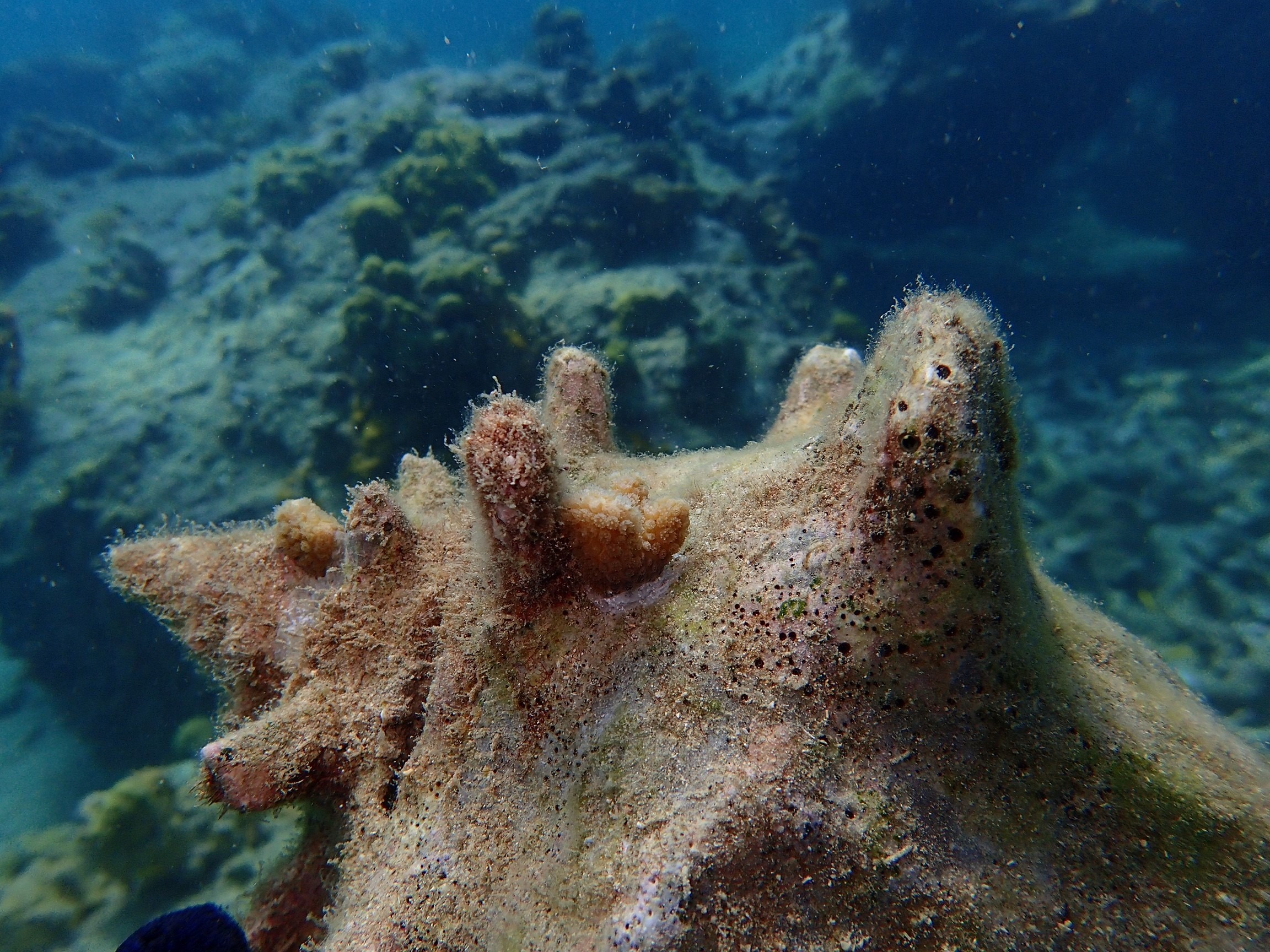 Ocean Quest1