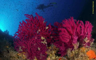 A la découverte du Parc national de l’Archipel de la Maddalena, Sardaigne