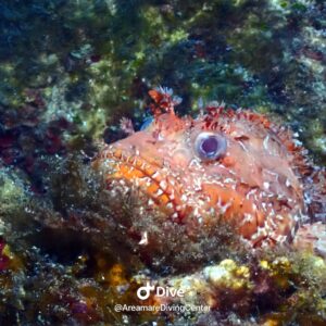 Acompte séjour en Sardaigne